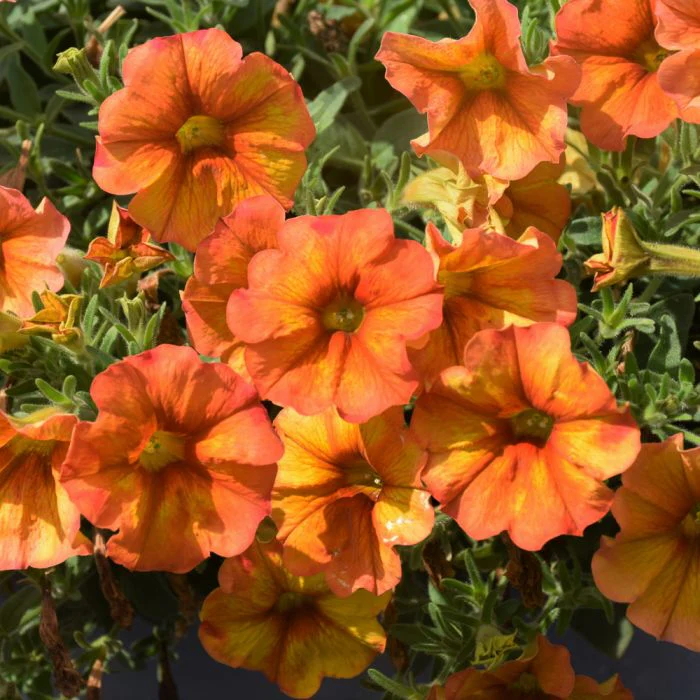Orange Petunia Flower Seeds , Vibrant Blooms, Easy to Grow, Non-GMO