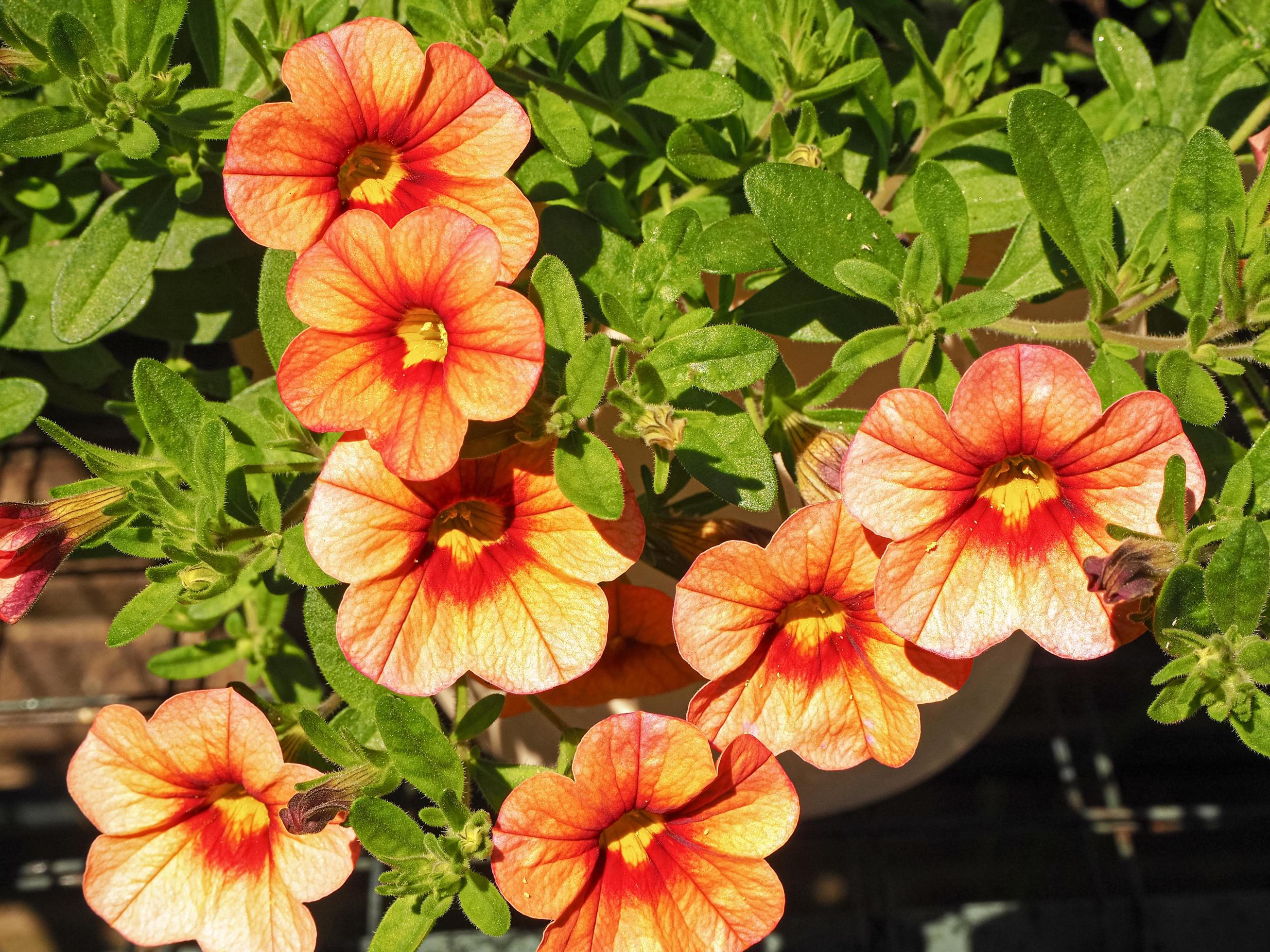 Orange Petunia Flower Seeds , Vibrant Blooms, Easy to Grow, Non-GMO - Image 2