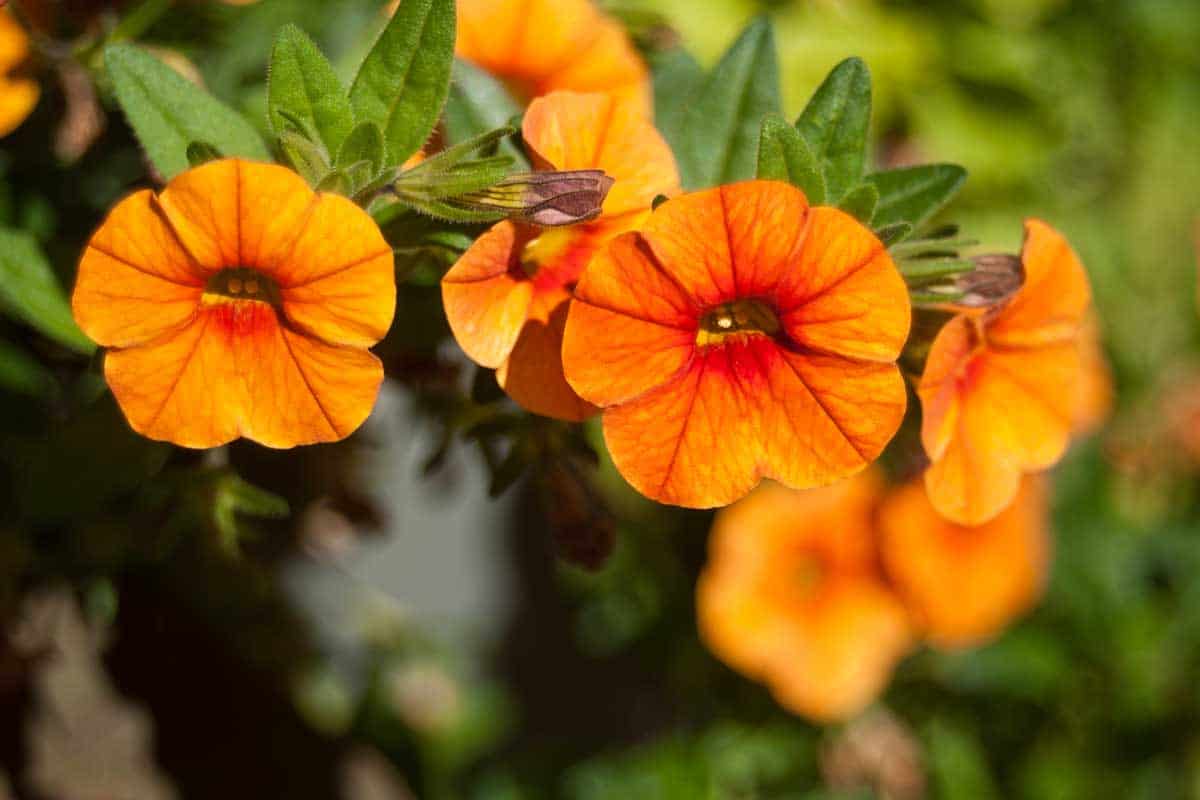 Orange Petunia Flower Seeds , Vibrant Blooms, Easy to Grow, Non-GMO - Image 3