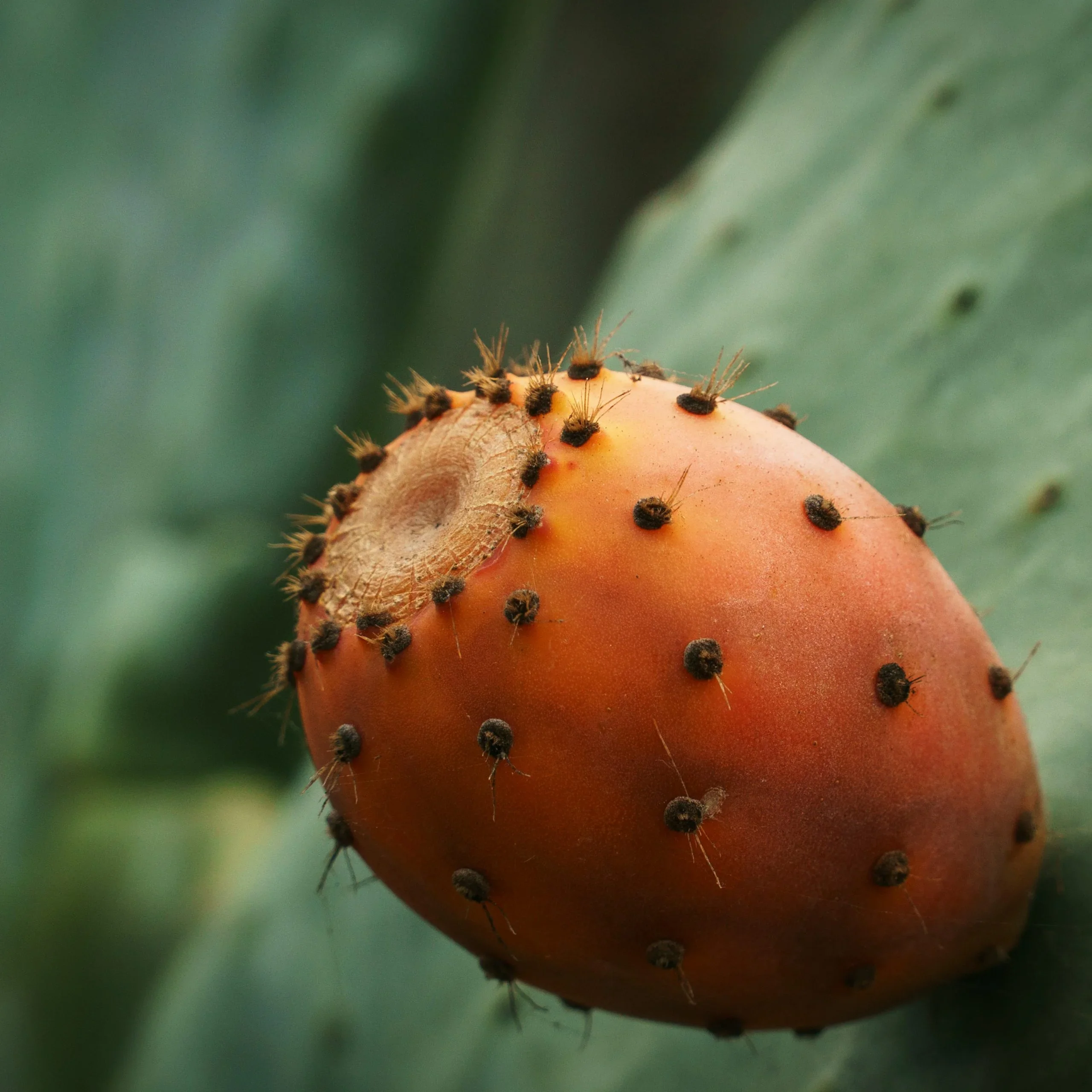 Orange Prickly Pear Cactus Seeds