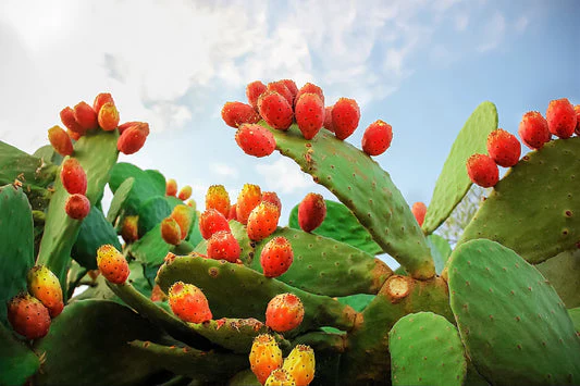 Orange Prickly Pear Cactus Seeds - Image 2