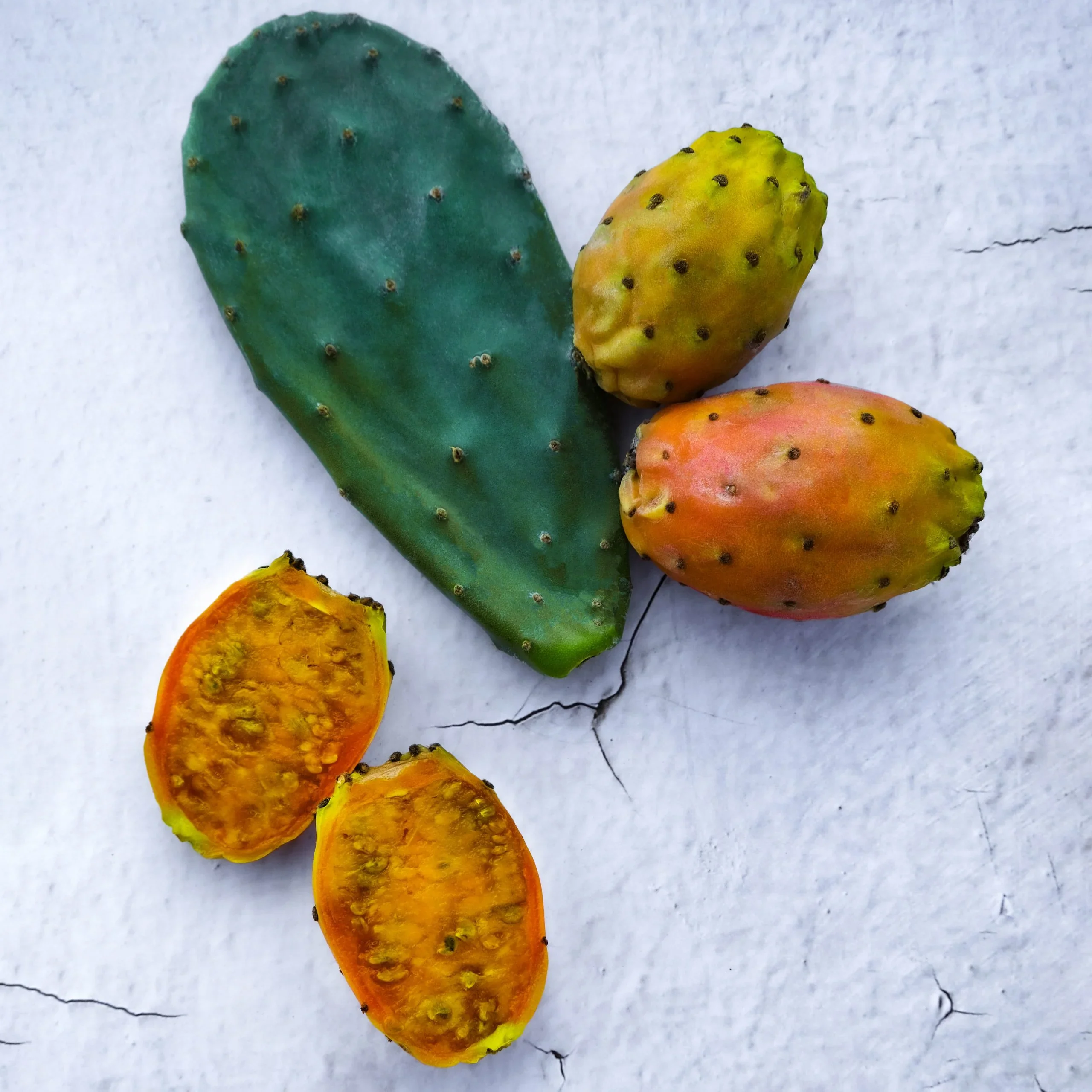 Orange Prickly Pear Cactus Seeds - Image 4