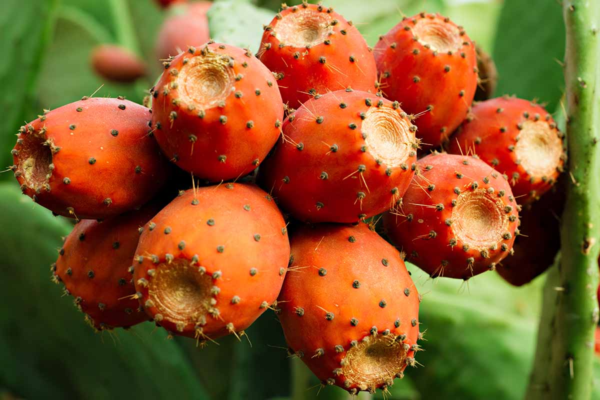 Orange Prickly Pear Cactus Seeds - Image 5