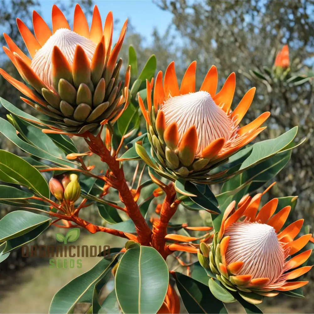 Fresh Orange Protea Flower Seeds - Exotic Blooms for Stunning Garden Displays - Image 3