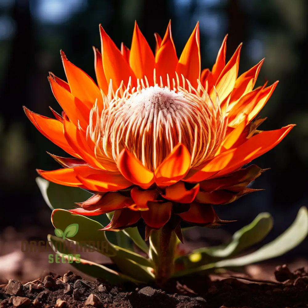 Fresh Orange Protea Flower Seeds - Exotic Blooms for Stunning Garden Displays - Image 4