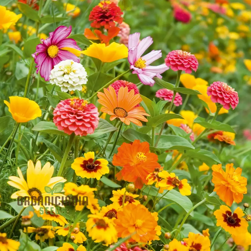 Orange Sherbet Flower Seed Mix - Vibrant Blooms for Your Garden Delight