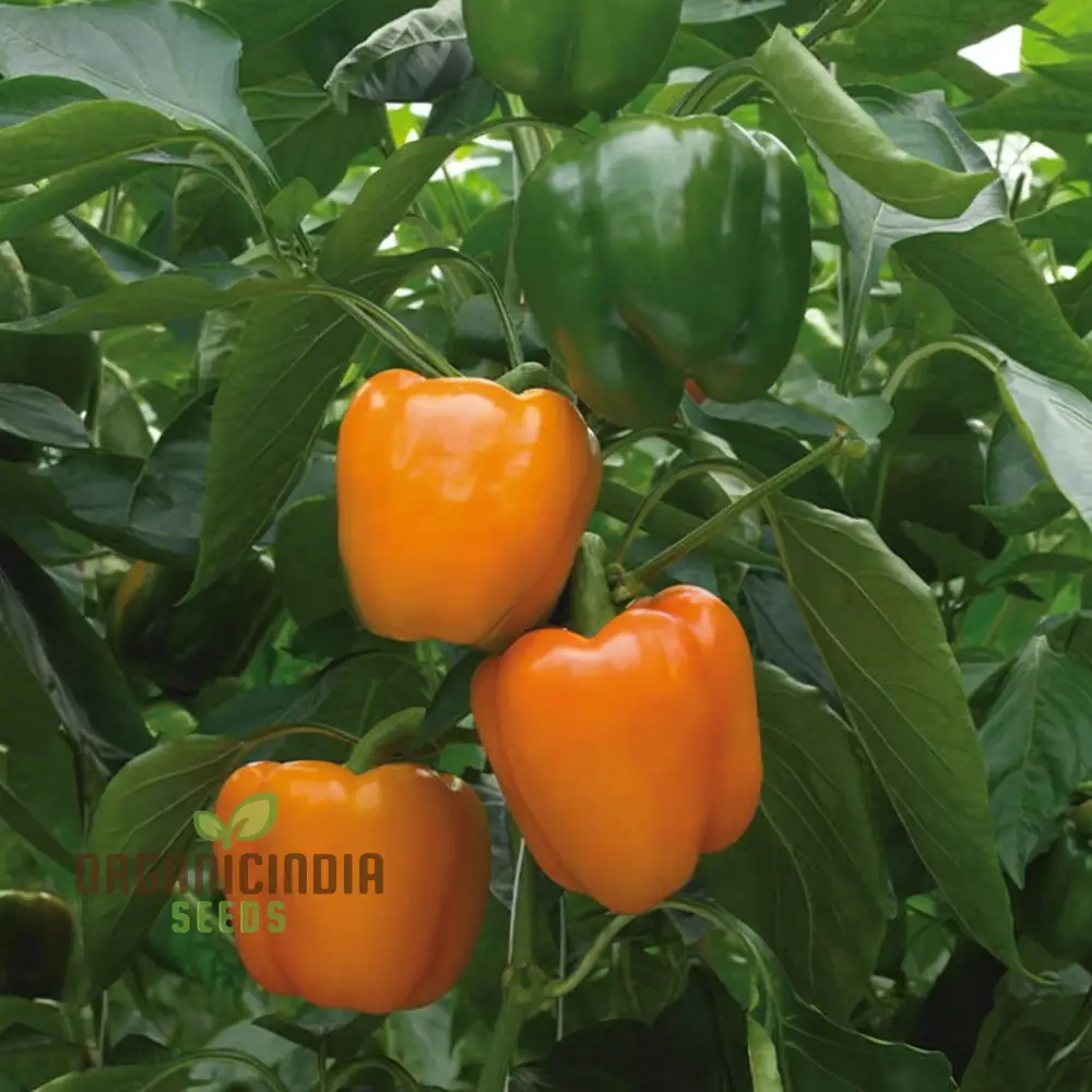 Orange Sweet Pepper vegetable Seeds, Bright Star Variety High Yield Vibrant Color Ideal for Home Gardens