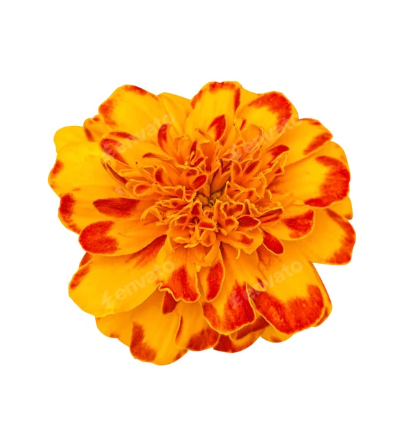 Orange with Red Edges Marigold Seeds, Fiery Bicolor Blooms for Gardens - Image 2