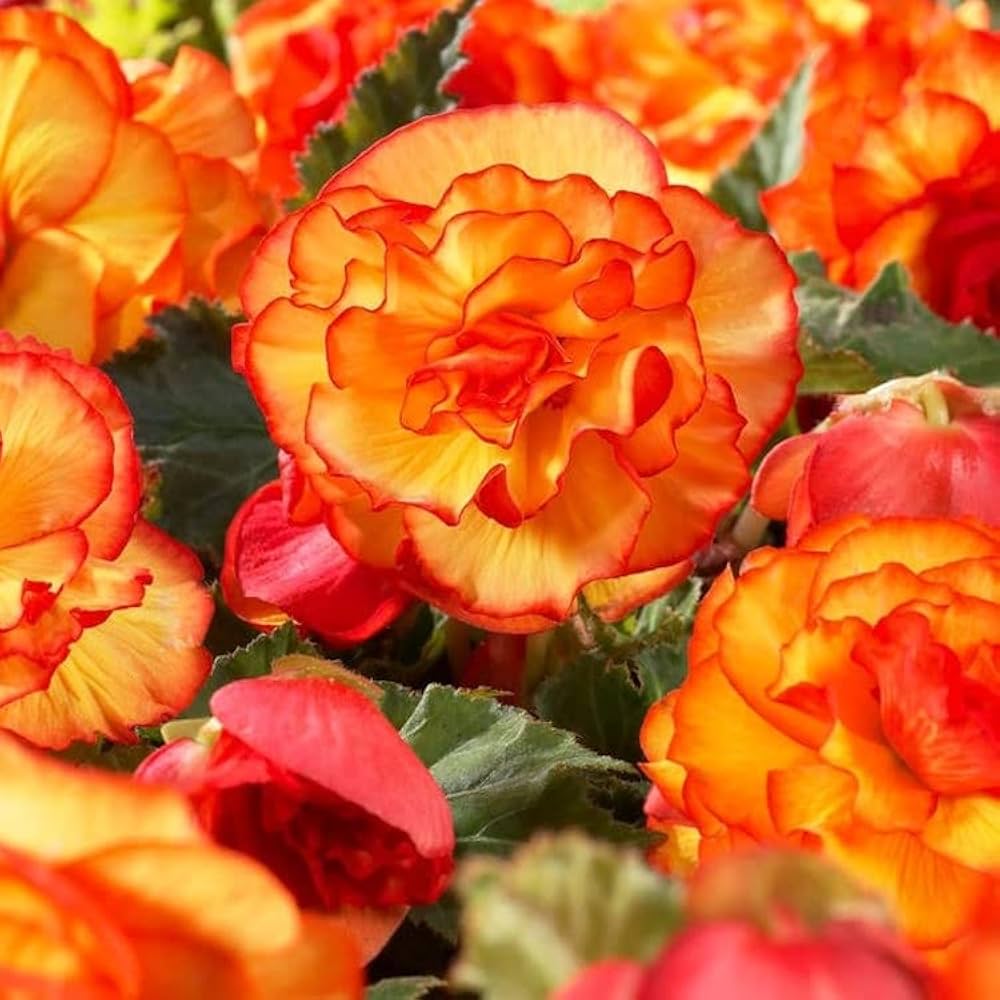 Orange & Yellow Begonia Flower Seeds – Bright Bi-Color Blooms, Non-GMO