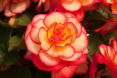 Orange & Yellow Begonia Flower Seeds – Bright Bi-Color Blooms, Non-GMO - Image 2