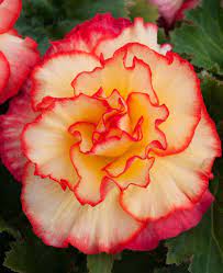 Orange & Yellow Begonia Flower Seeds – Bright Bi-Color Blooms, Non-GMO - Image 3