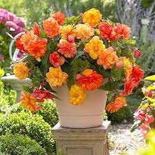 Orange & Yellow Begonia Flower Seeds – Bright Bi-Color Blooms, Non-GMO - Image 5