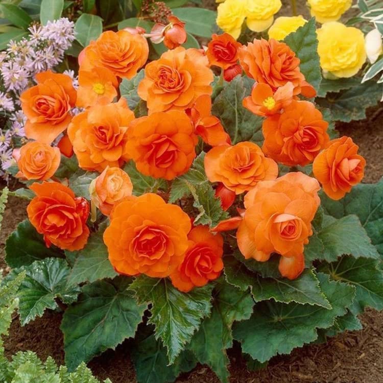 Orange & Yellow Begonia Flower Seeds – Bright Bi-Color Blooms, Non-GMO - Image 6