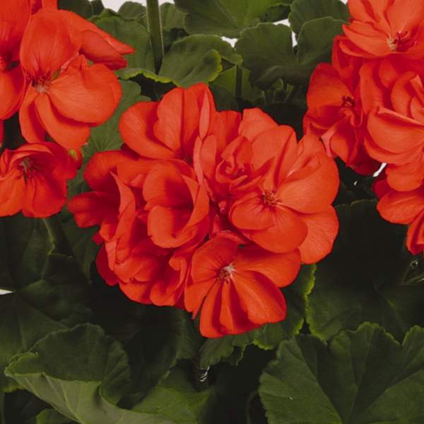 Orange & Yellow Geranium Flower Seeds,Warm Sunset Blooms, Non-GMO