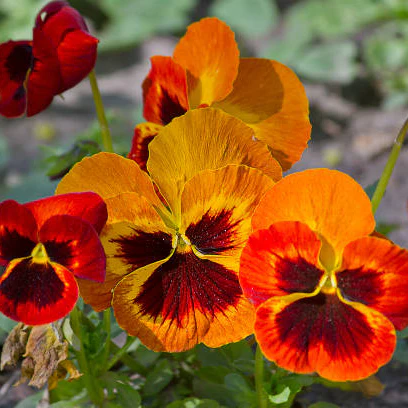 Orange & Yellow Pansy Flower Seeds,Bright Bi-Color Blooms, Non-GMO