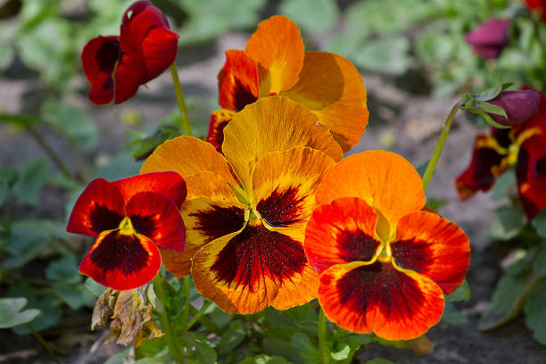 Orange & Yellow Pansy Flower Seeds,Bright Bi-Color Blooms, Non-GMO - Image 2