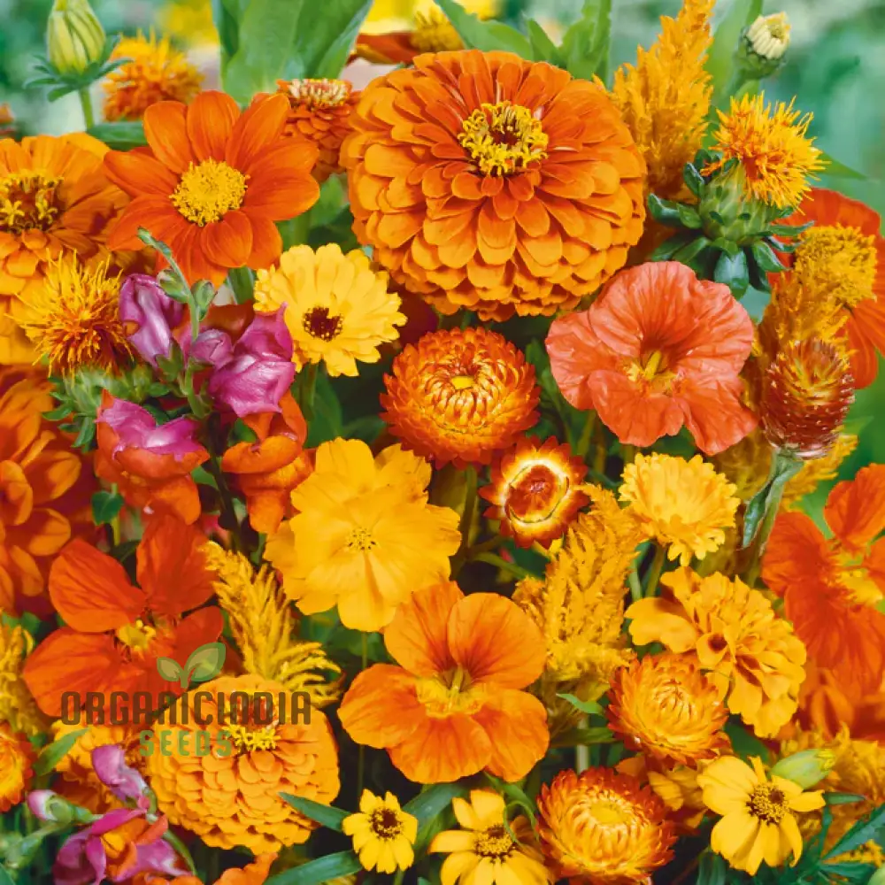 Orange You Glad - Orange Flower Seed Mix, A Stunning Collection of Vibrant Orange Flowers for Your Garden