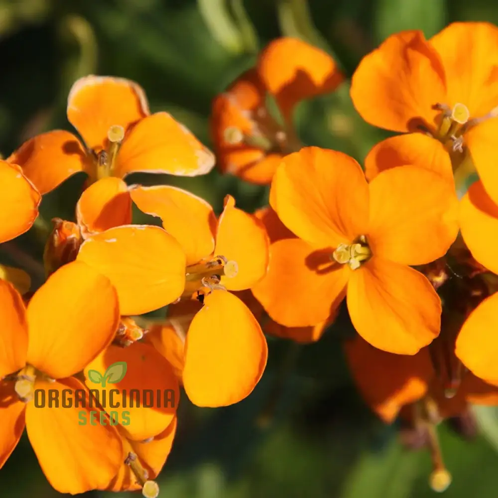 Orange You Glad - Orange Flower Seed Mix, A Stunning Collection of Vibrant Orange Flowers for Your Garden - Image 3