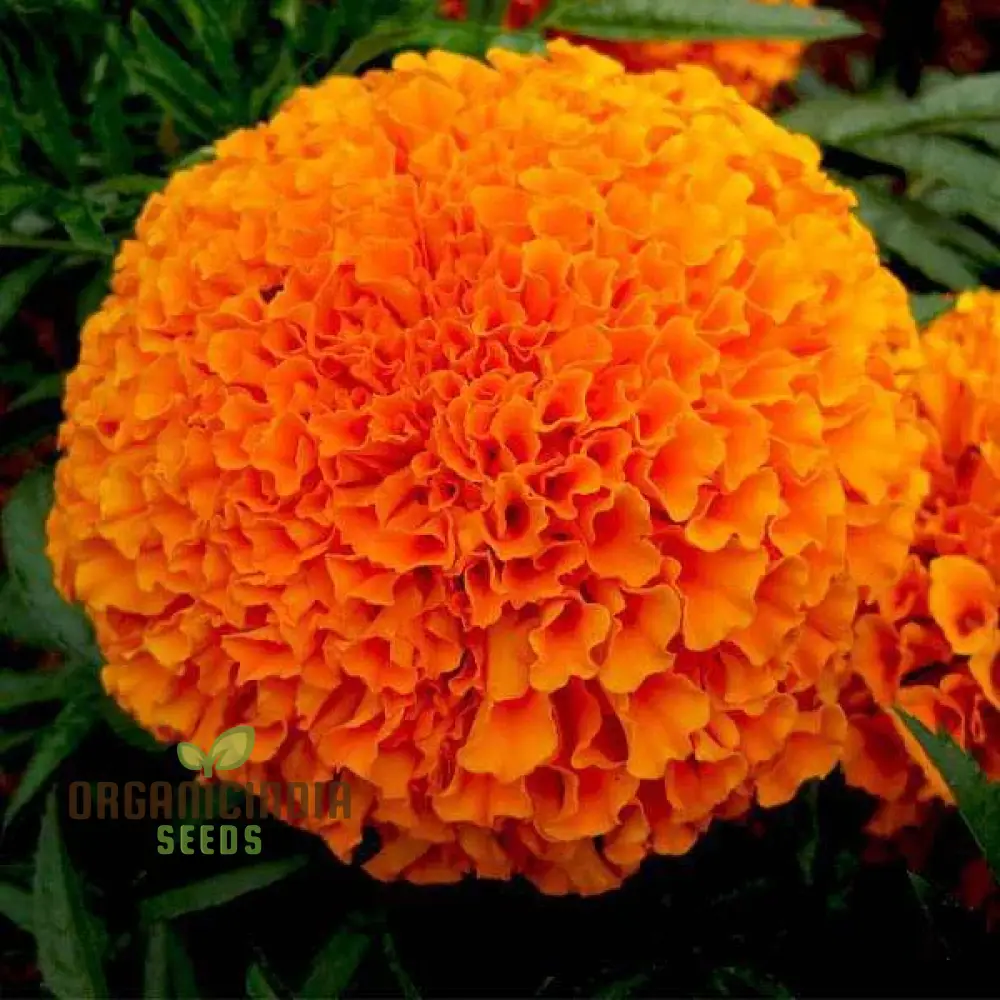 Orange You Glad - Orange Flower Seed Mix, A Stunning Collection of Vibrant Orange Flowers for Your Garden - Image 4