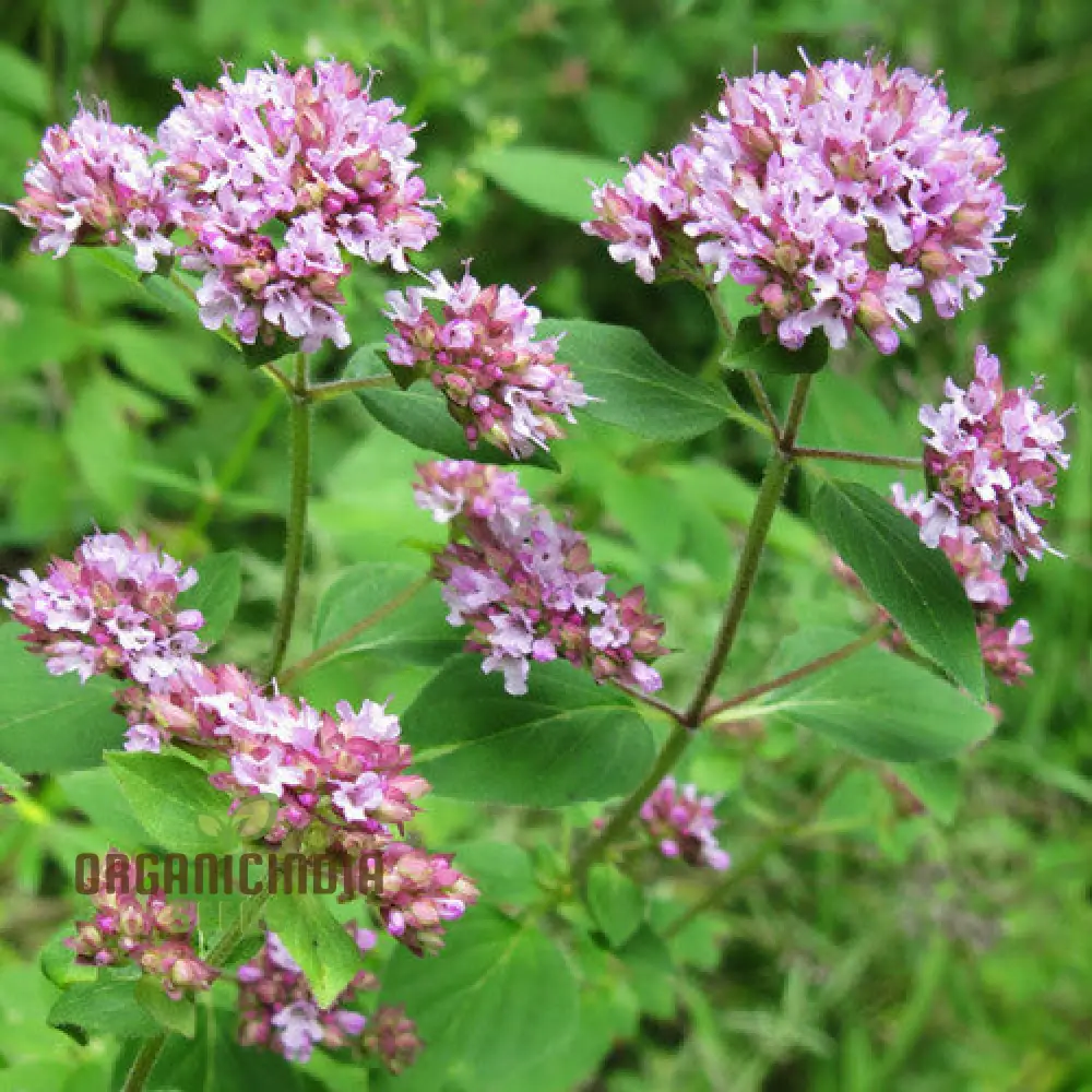 Oregano 'Greensleeves' Seeds for Lush Gardening Delights | Premium Seeds