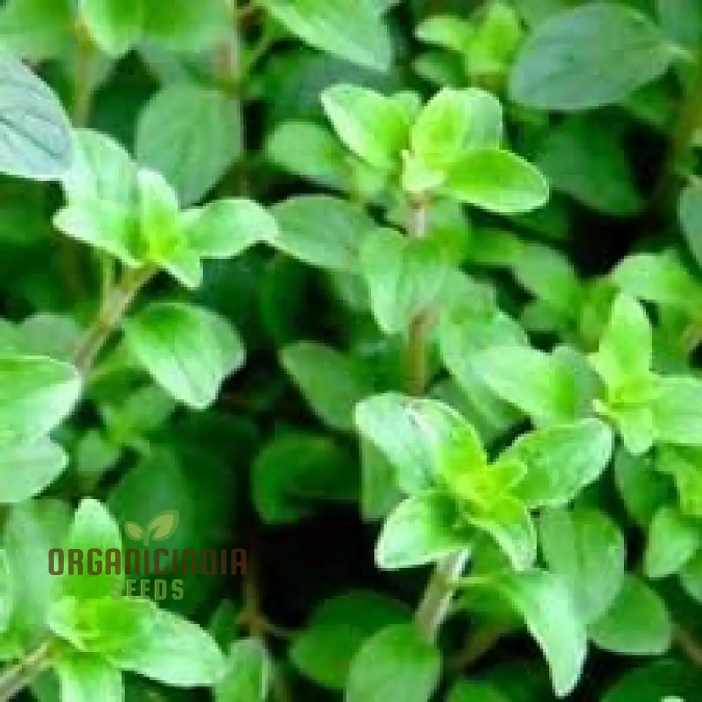 Oregano Herb Seeds, Organic Oregano Seeds, Common Oregano Seeds, Non-GMO Oregano Seeds