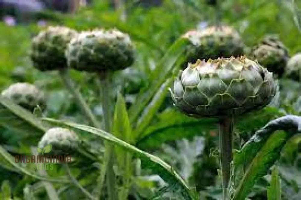 Organic Applemint Seeds for Gardening - Mentha rotundifolia Herb Seed Packet - Image 3