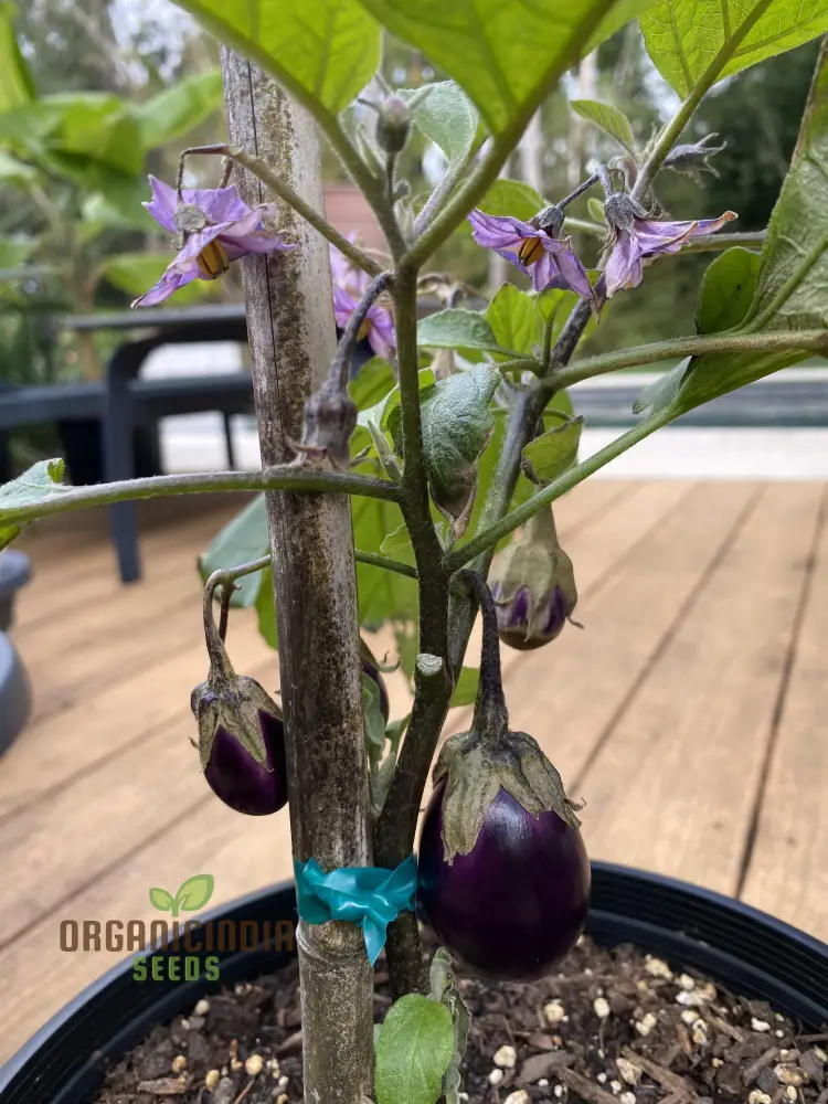 Organic Aubergine Meatball Seeds: Premium Cultivated Seeds for Gardening Enthusiasts - Image 3