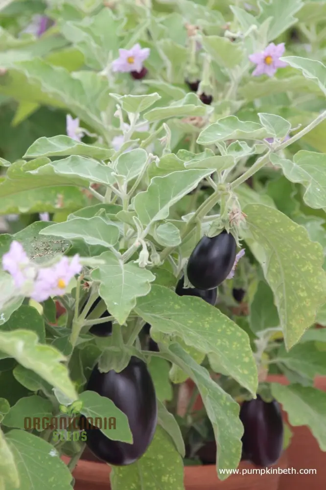 Organic Aubergine Meatball Seeds: Premium Cultivated Seeds for Gardening Enthusiasts - Image 4