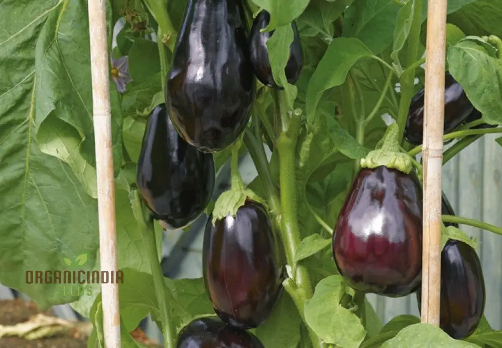 Organic Aubergine Meatball Seeds: Premium Cultivated Seeds for Gardening Enthusiasts - Image 5