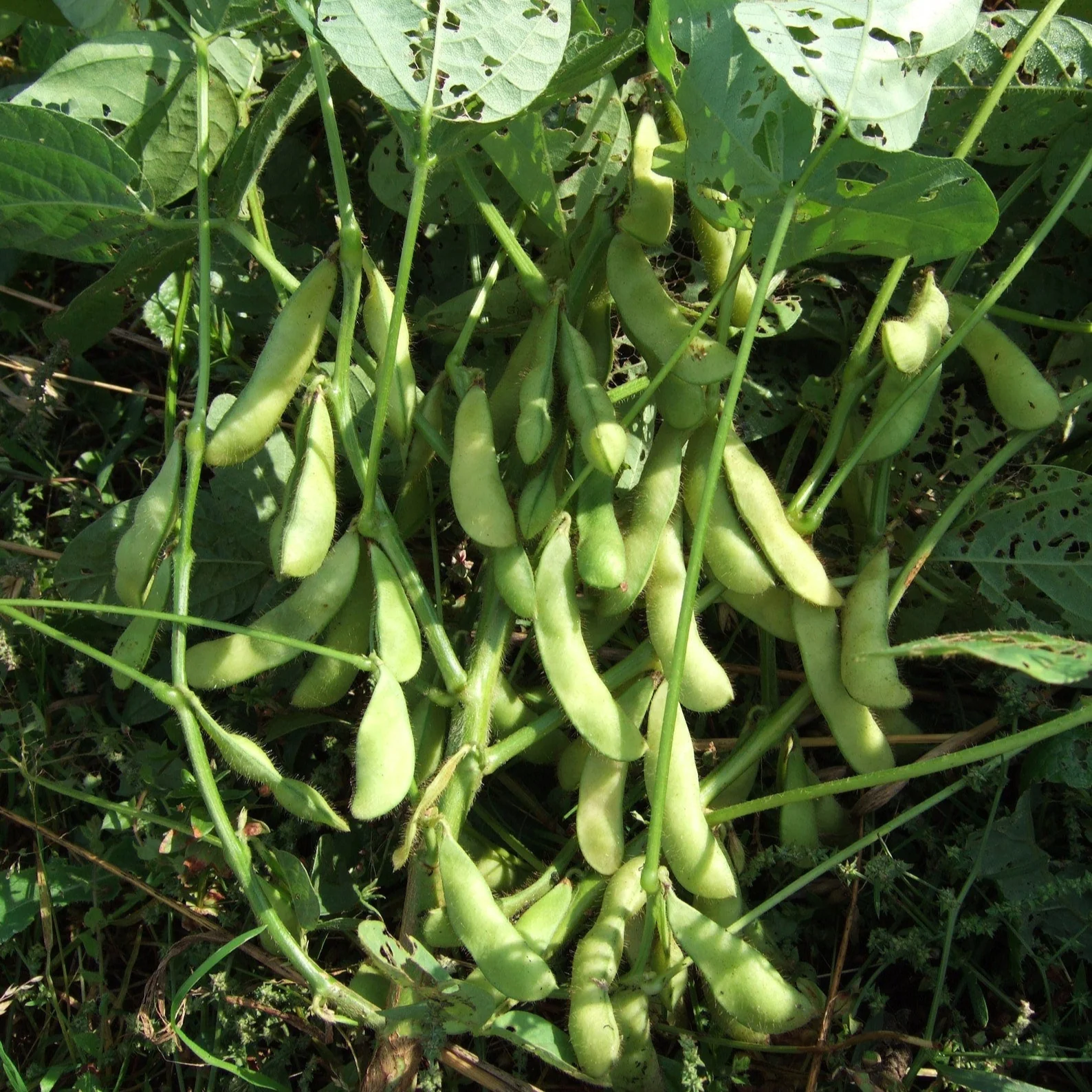 Organic Bean, Edamame Green Shell Seeds for Gardening Enthusiasts High-Quality Non-GMO Seeds for Home Garden Planting