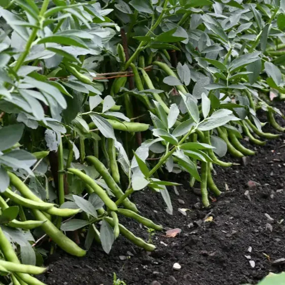Organic Bean, Edamame Green Shell Seeds for Gardening Enthusiasts High-Quality Non-GMO Seeds for Home Garden Planting - Image 3
