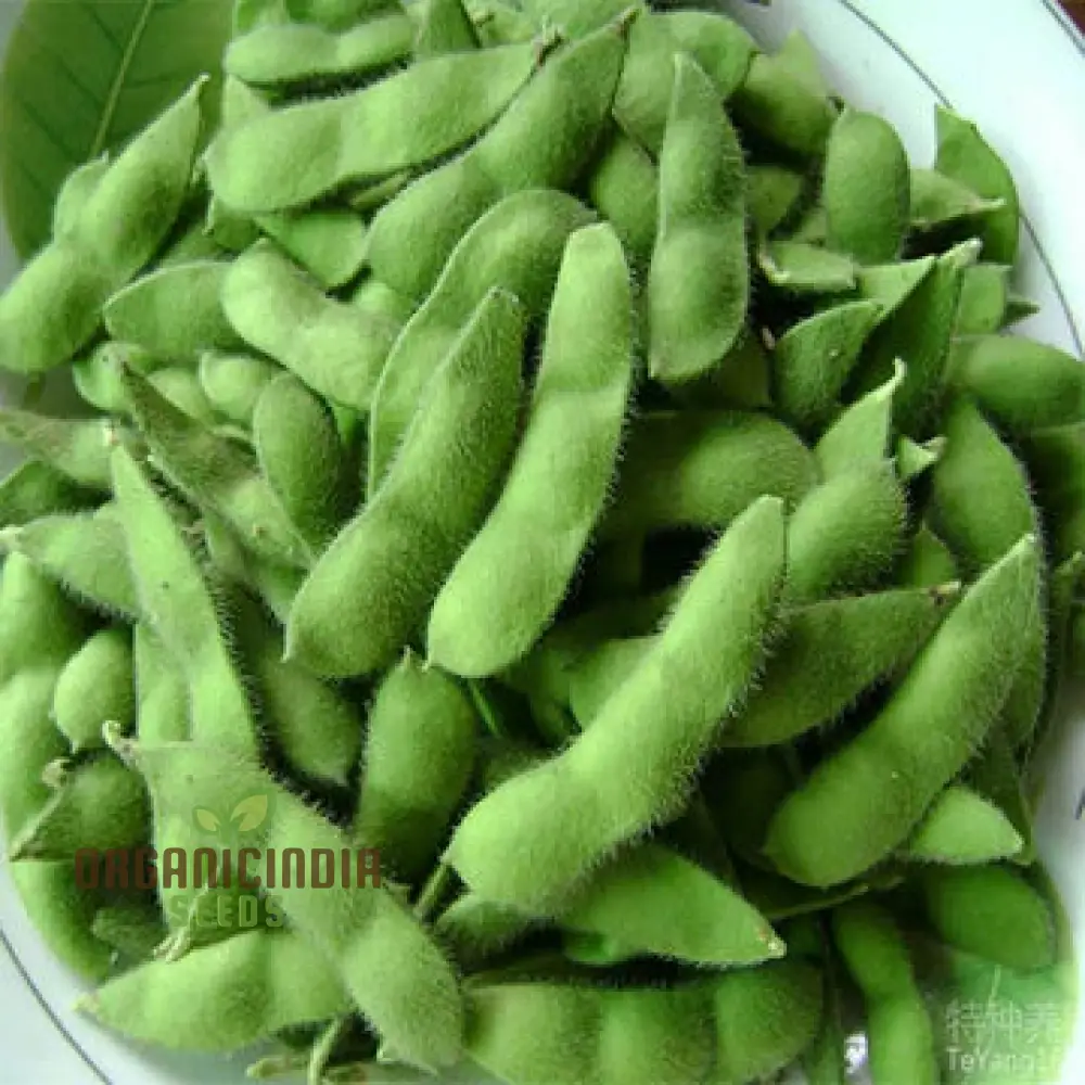 Organic Bean, Edamame Green Shell Seeds for Gardening Enthusiasts High-Quality Non-GMO Seeds for Home Garden Planting - Image 5