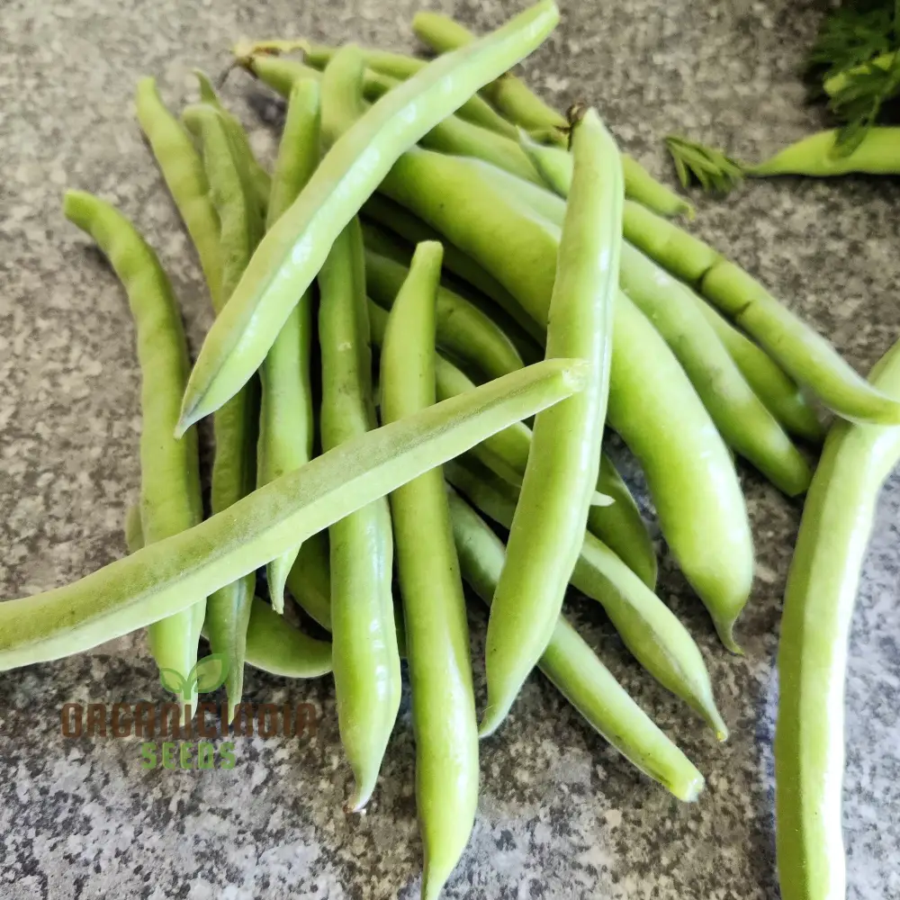 Organic Broad Bean Seeds - Aquadulce Claudia for Gardening Enthusiasts | Premium Quality Heirloom Seeds