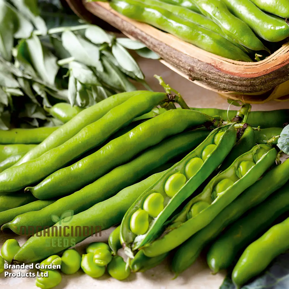 Organic Broad Bean Seeds - Aquadulce Claudia for Gardening Enthusiasts | Premium Quality Heirloom Seeds - Image 3
