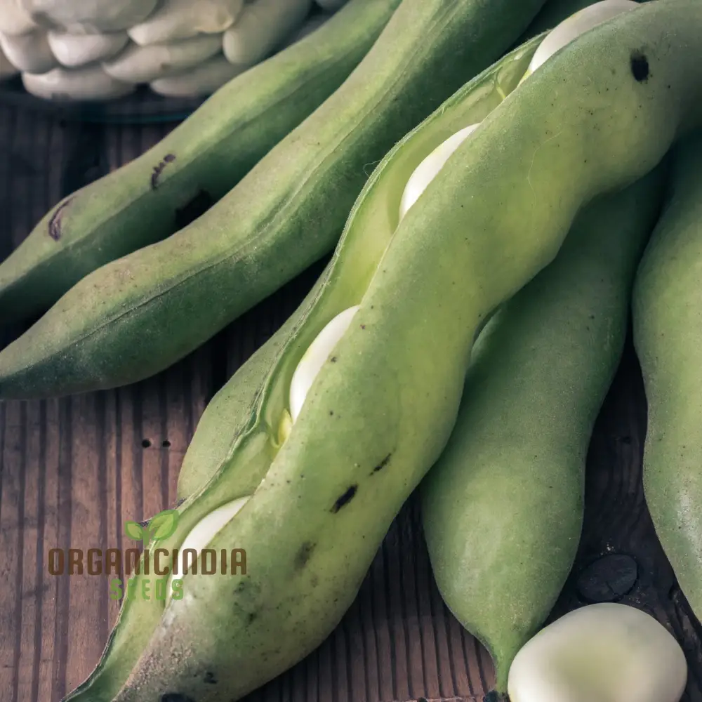 Organic Broad Bean Seeds - Aquadulce Claudia for Gardening Enthusiasts | Premium Quality Heirloom Seeds - Image 4