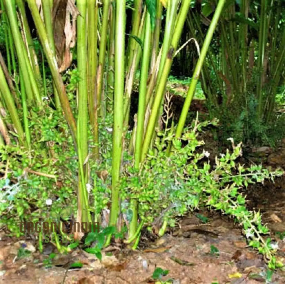 Organic Cardamom Plant Seeds: Grow Your Own Fragrant Spice Garden with Premium Quality Gardening Seeds