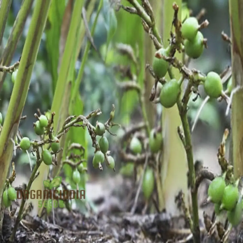 Organic Cardamom Plant Seeds: Grow Your Own Fragrant Spice Garden with Premium Quality Gardening Seeds - Image 2