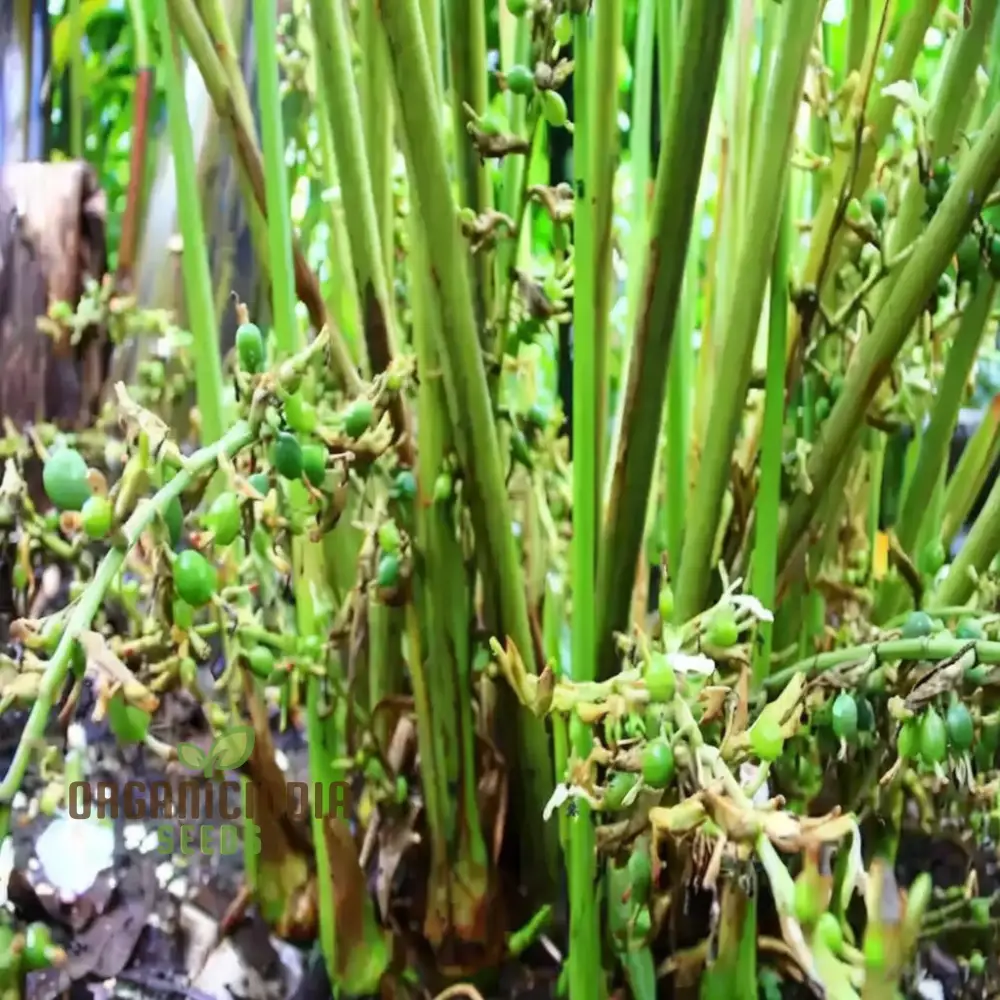 Organic Cardamom Plant Seeds: Grow Your Own Fragrant Spice Garden with Premium Quality Gardening Seeds - Image 3