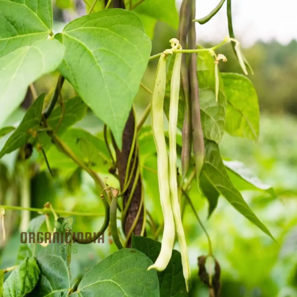 Organic Cardamom Plant Seeds: Grow Your Own Fragrant Spice Garden with Premium Quality Gardening Seeds - Image 4
