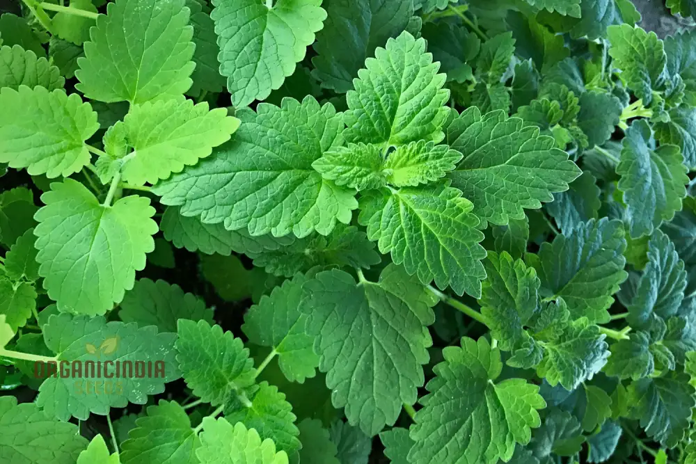 Organic Catnip Seeds – Premium Variety for Healthy Cats & Lush Garden Growth