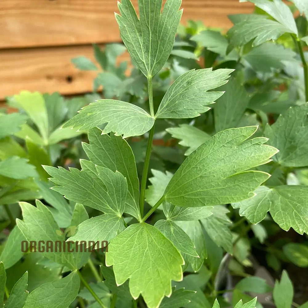 Organic Catnip Seeds – Premium Variety for Healthy Cats & Lush Garden Growth - Image 4