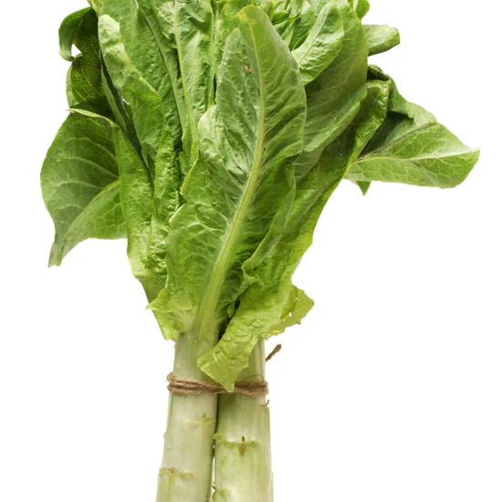 Organic Celtuce (Stem Lettuce) Seeds - Heirloom Lettuce for Gardening & Farming - Image 2