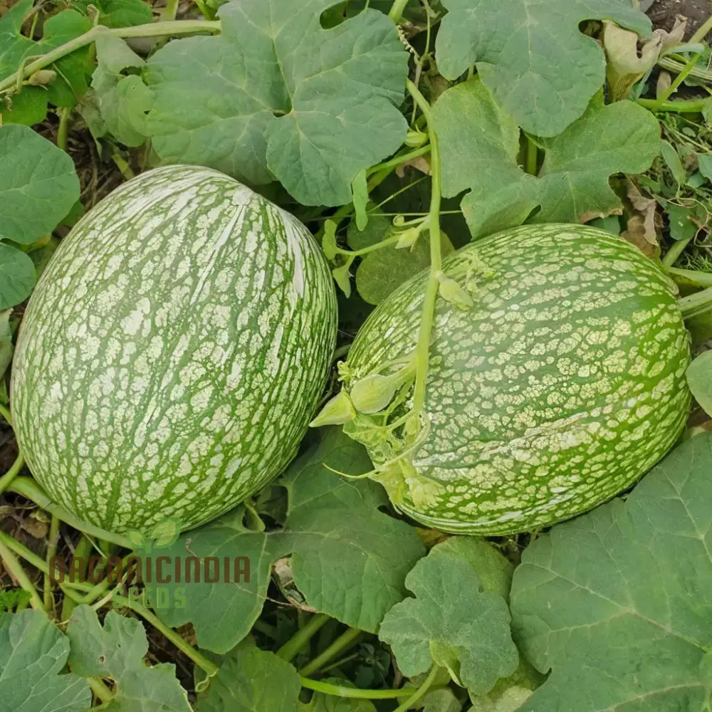 Organic Chilacayote Vegetable Seeds For Planting, Grow Your Gardening Fields Naturally with Premium Quality Seeds - Image 3