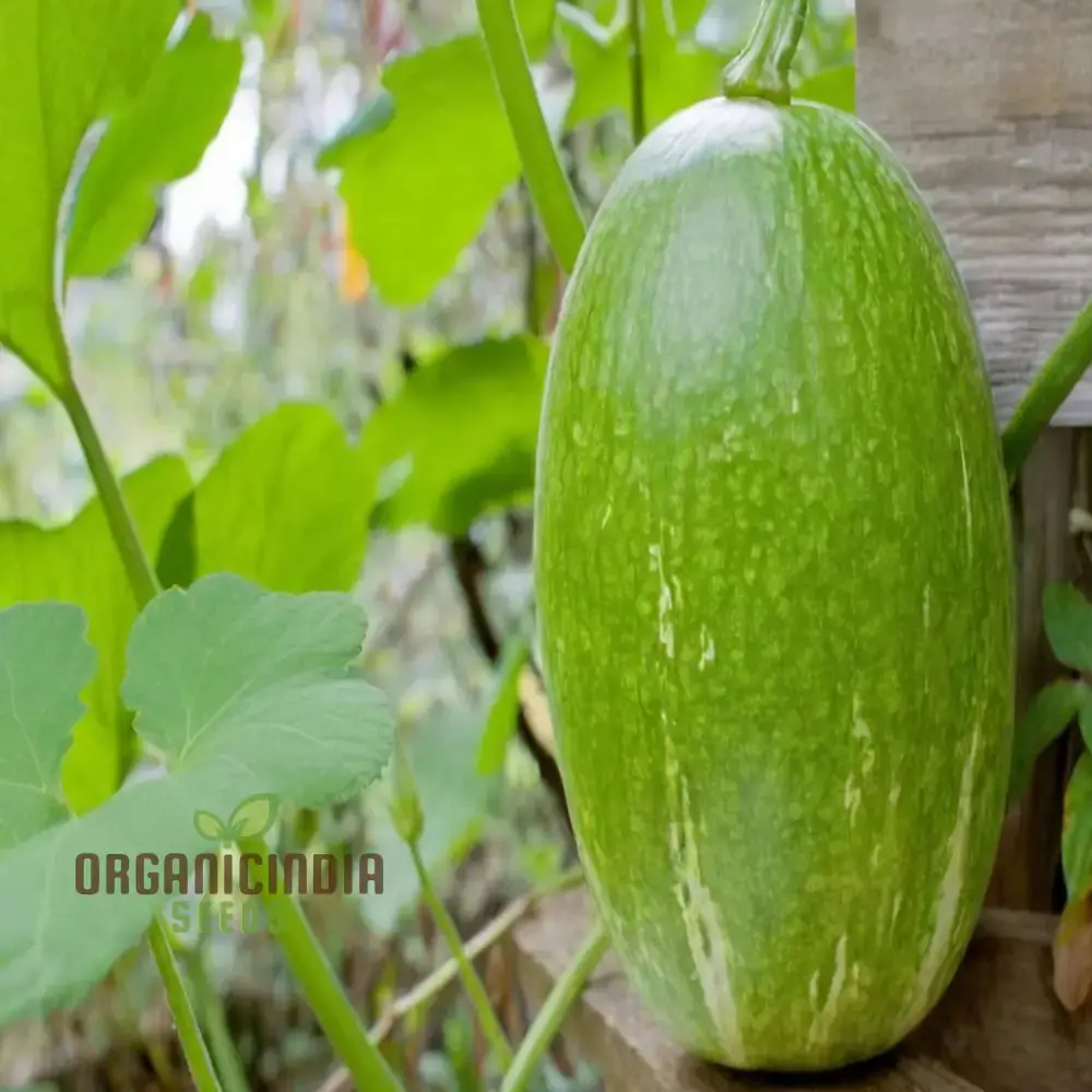 Organic Chilacayote Vegetable Seeds For Planting, Grow Your Gardening Fields Naturally with Premium Quality Seeds - Image 4
