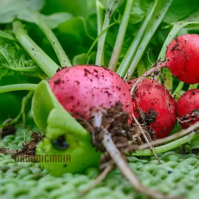 Organic Confetti Mix Cherry Radish Seeds, Organic Non-GMO, Heirloom Open Pollinated, Vegetable Gardening & Micro Greens Seeds For Planting