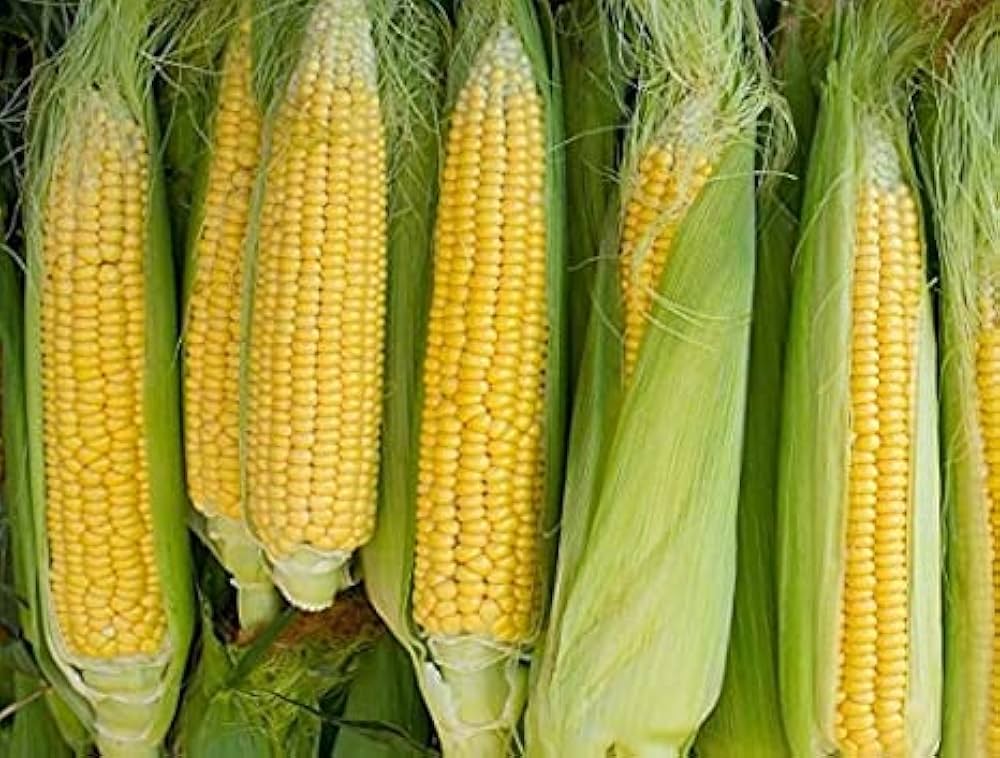Pure & Organic Corn Seeds for Planting, Nurturing Nature's Bounty in Your Garden - Image 3