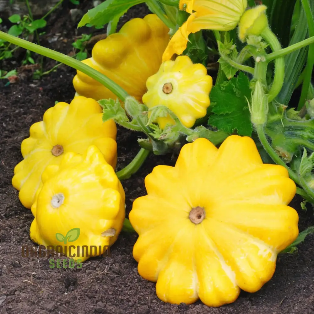 Organic Early Yellow Bush Scallop Patty Pan Squash vegetable Seeds, Fast-growing, Nutritious Summer Squash for Your Garden