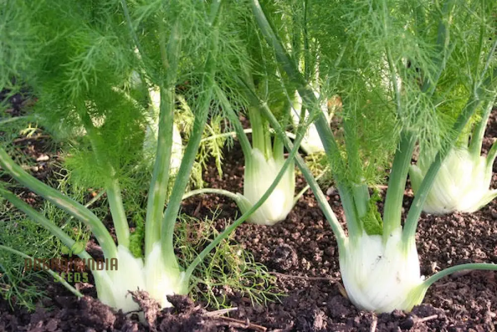Organic Finale Fennel Seeds – Premium Herb Variety for Home Gardening