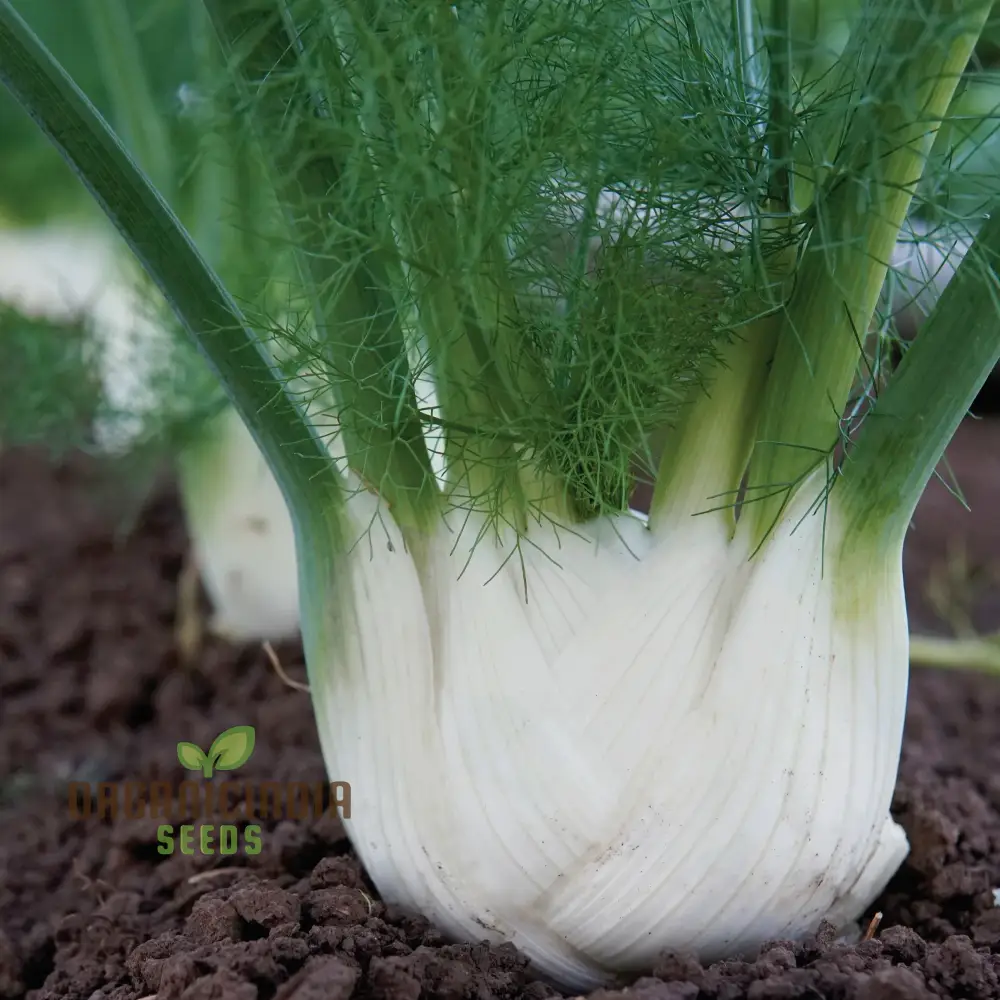 Organic Finale Fennel Seeds – Premium Herb Variety for Home Gardening - Image 3