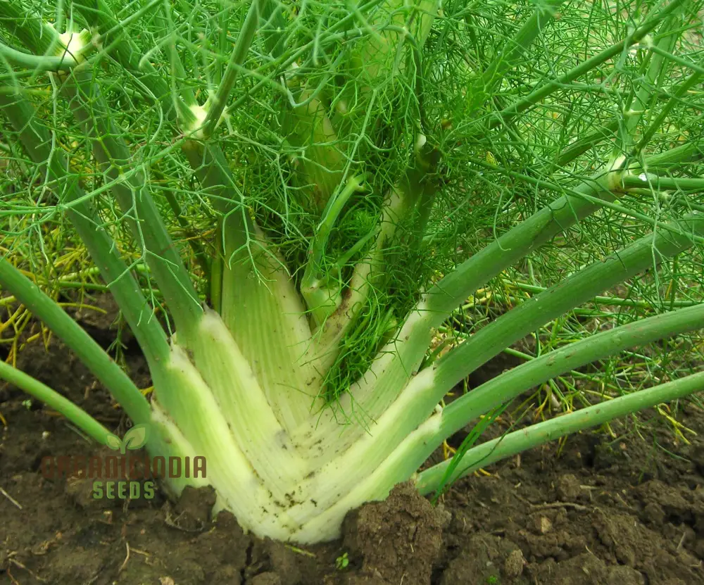 Organic Finale Fennel Seeds – Premium Herb Variety for Home Gardening - Image 4